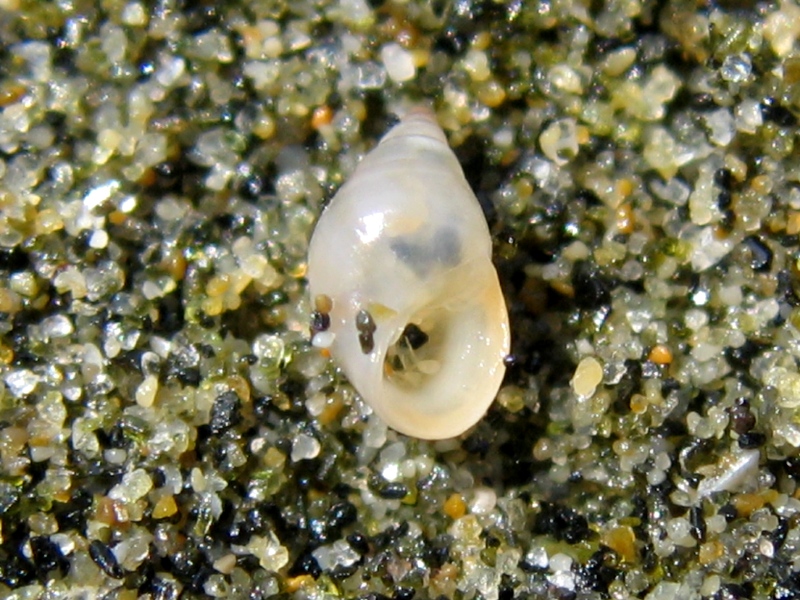 Rissoa monodonta